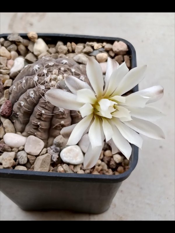 Gymnocalycium ragonesei 