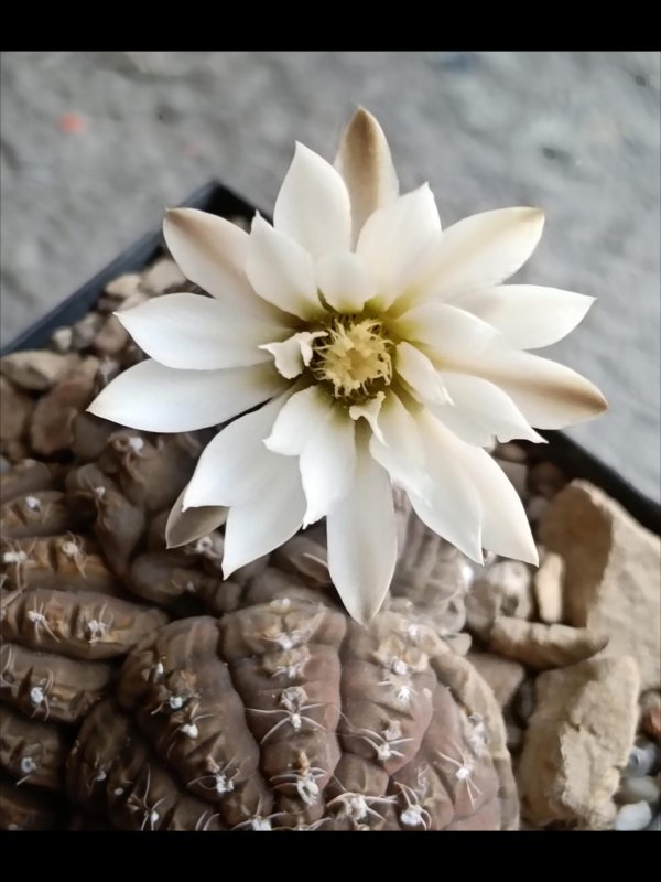Gymnocalycium ragonesei 