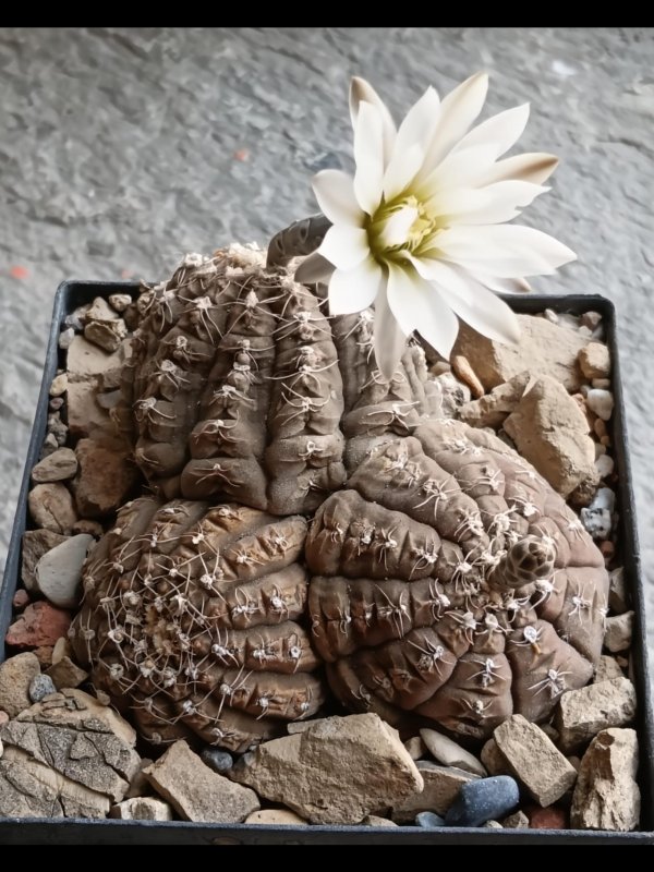 Gymnocalycium ragonesei 