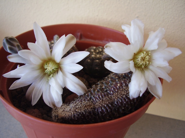  gymno ragonesi 