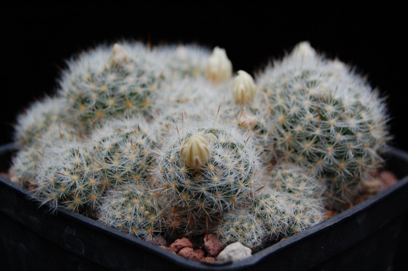 Mammillaria rayonensis 