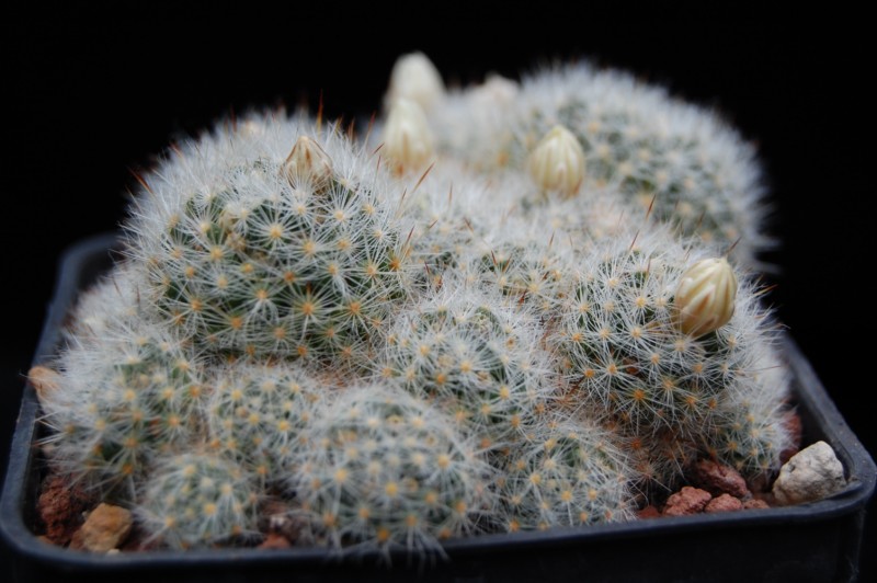 Mammillaria rayonensis 