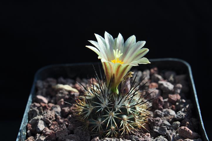 rapicactus beguinii ssp. hintoniorum