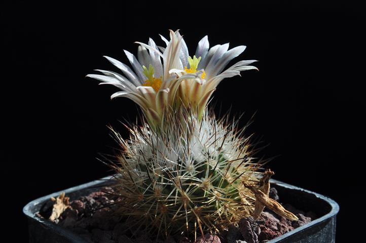 Rapicactus beguinii v. zacatecas 