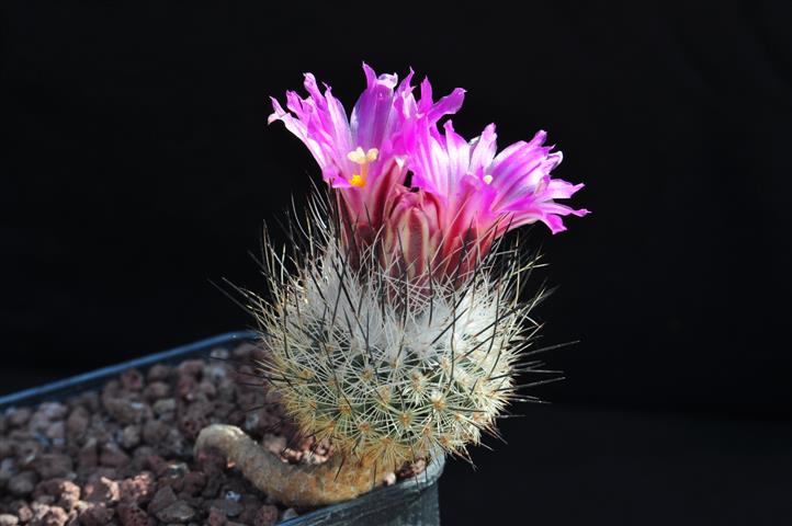 rapicactus booleanus