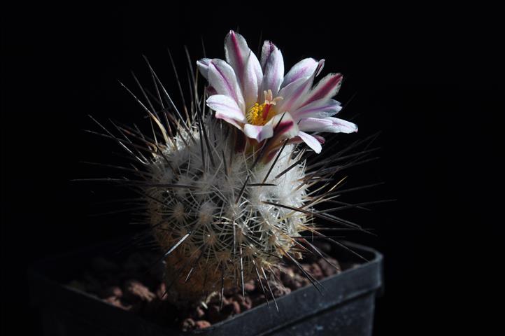 Rapicactus mandragora 