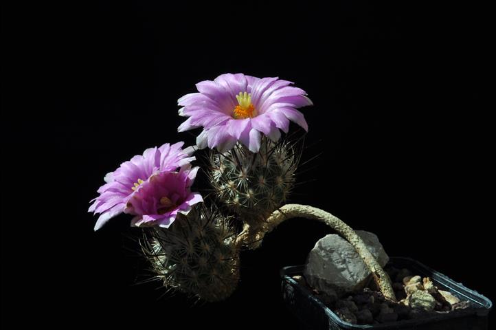 Rapicactus subterraneus 