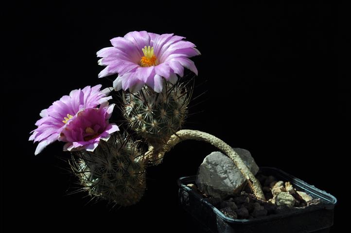 Rapicactus subterraneus 