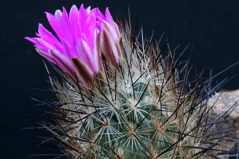 Rapicactus subterraneus 