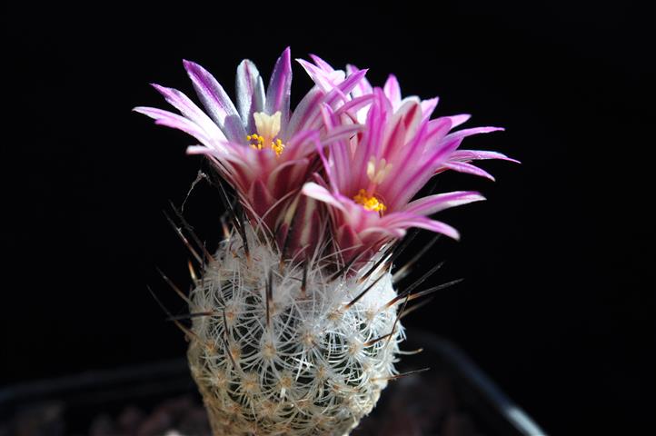 rapicactus subterraneus ssp. zaragosae