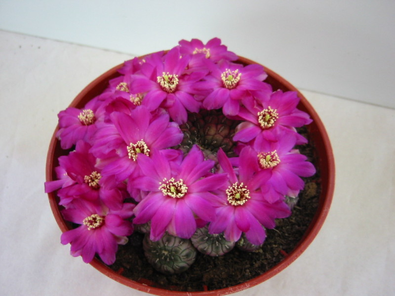 Sulcorebutia rauschii 