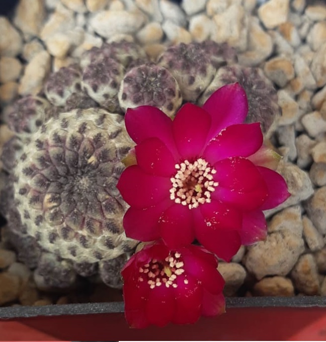 Sulcorebutia rauschii 