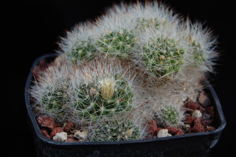 Mammillaria pilispina SB 835