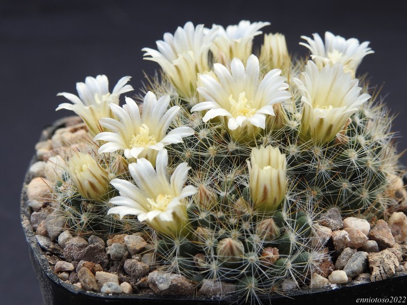 Mammillaria rayonensis ml 453