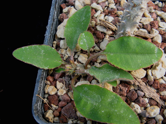 Euphorbia razafindratsirae 