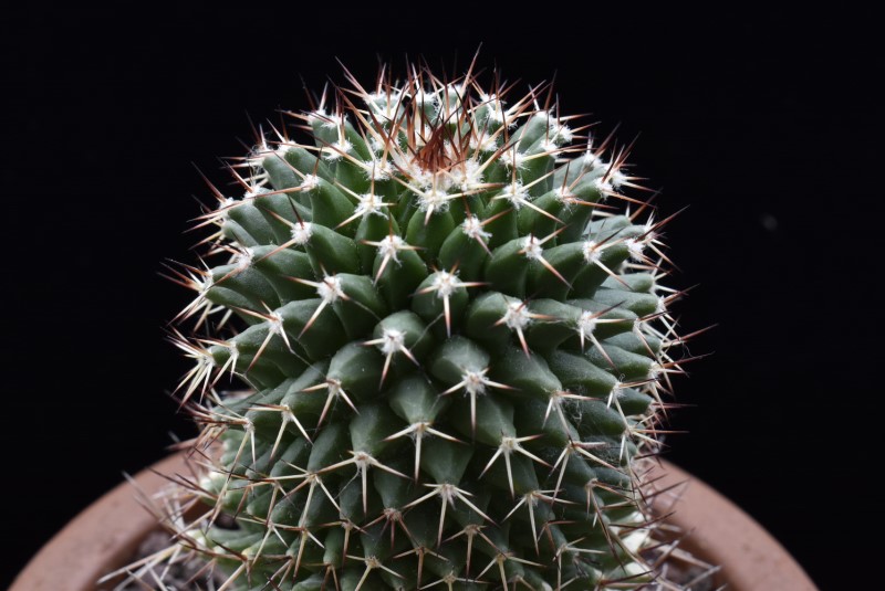 Mammillaria carnea RB 24