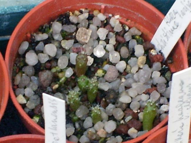 Rebutia christinae  