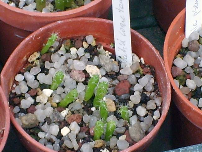 Rebutia coarctata  