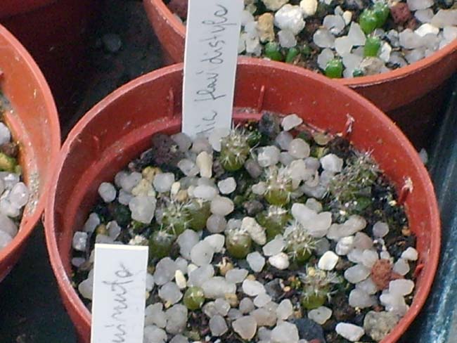 Rebutia flavidistyla  
