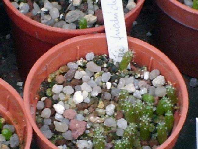 Rebutia friedrichiana  