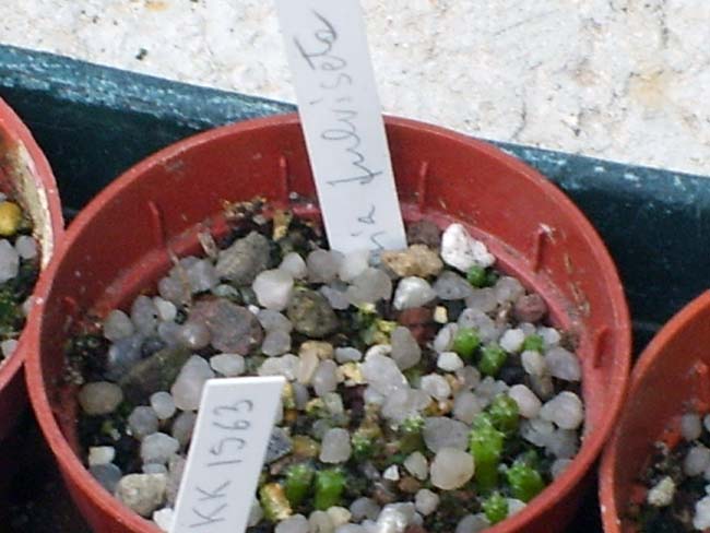 Rebutia fulviseta  