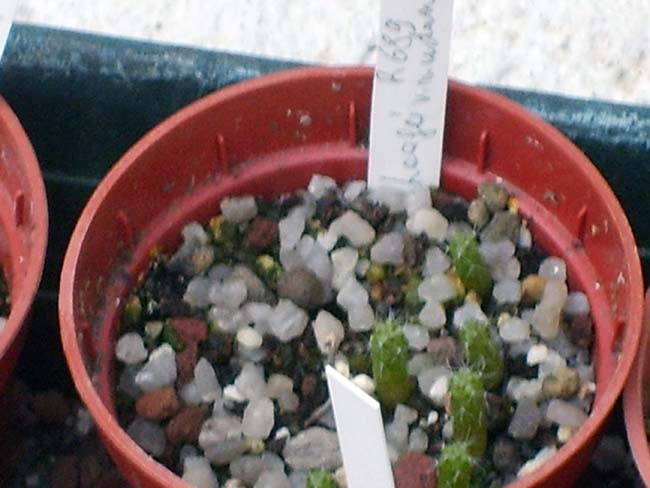 Rebutia haagei v. mudanensis  