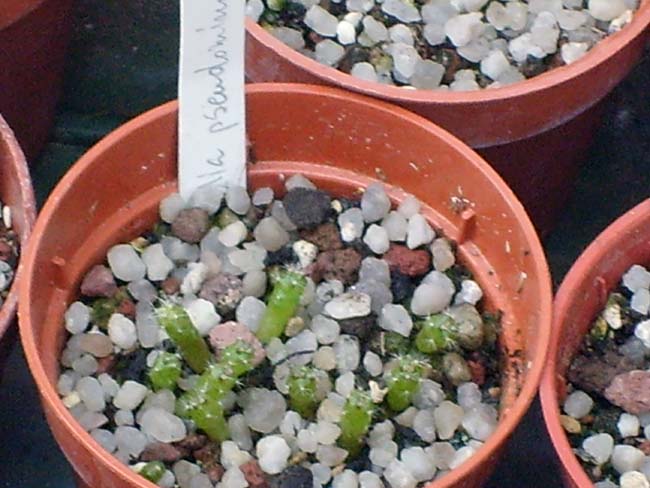 Rebutia pseudominuscula  