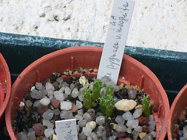 Rebutia pygmaea  