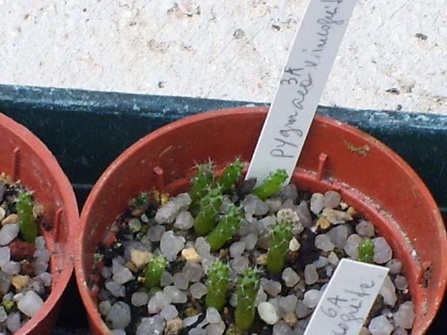 Rebutia pygmaea  