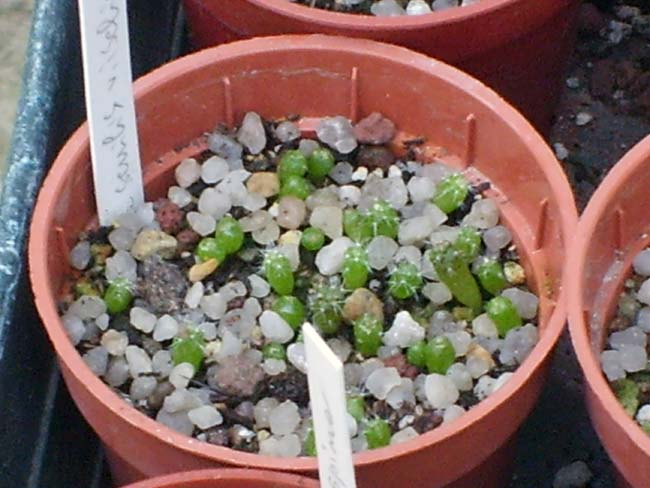 Rebutia senilis v. iseliniana  