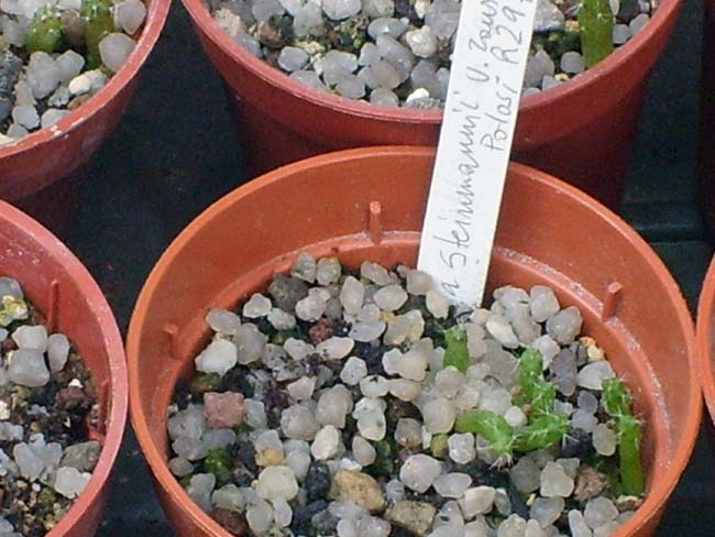 Rebutia steinmannii v. rauschii  