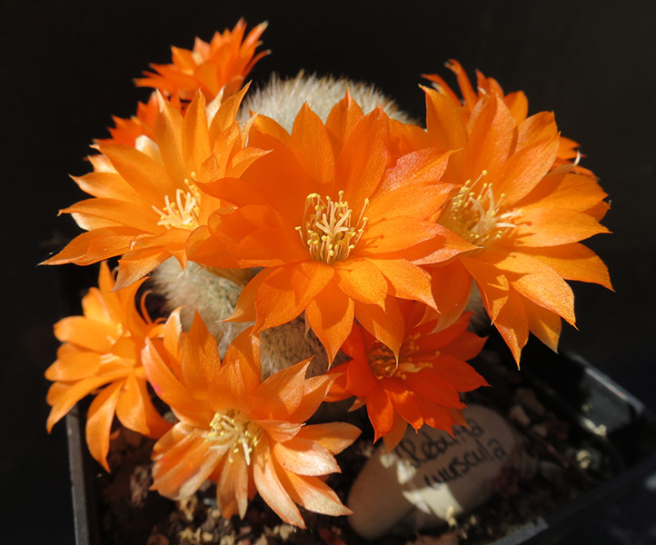 Rebutia muscula 