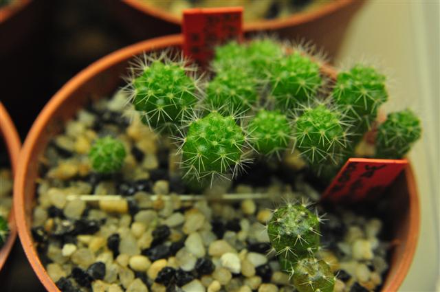 Rebutia  