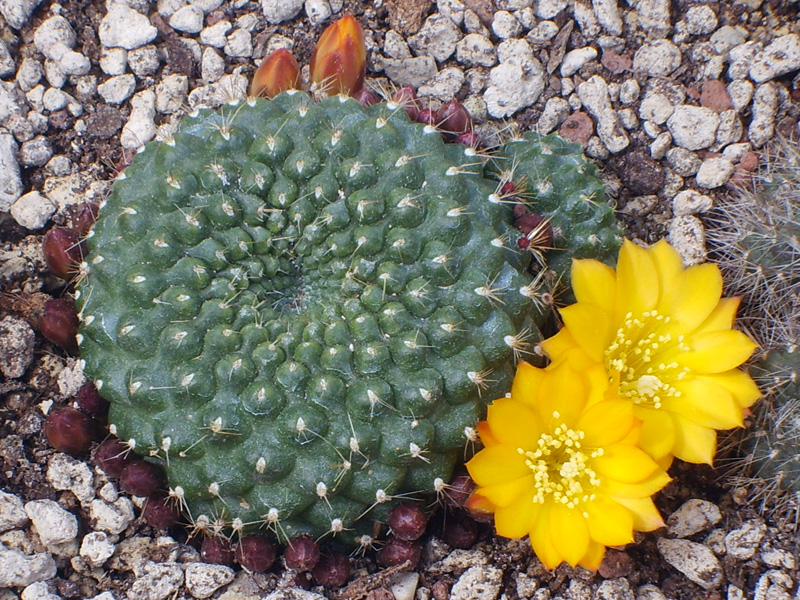 Rebutia sp. 