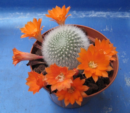 Rebutia muscula 