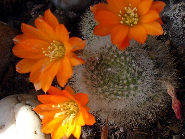 Rebutia  