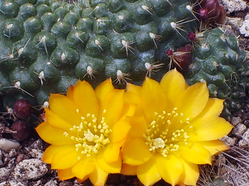 Rebutia sp. 