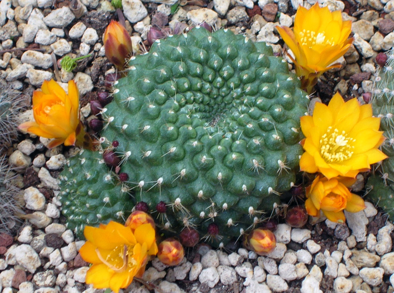 Rebutia sp. 