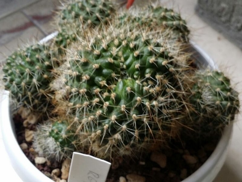 rebutia  3