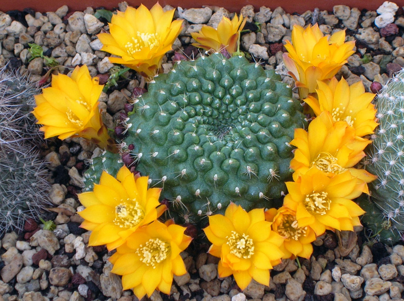 Rebutia sp. 