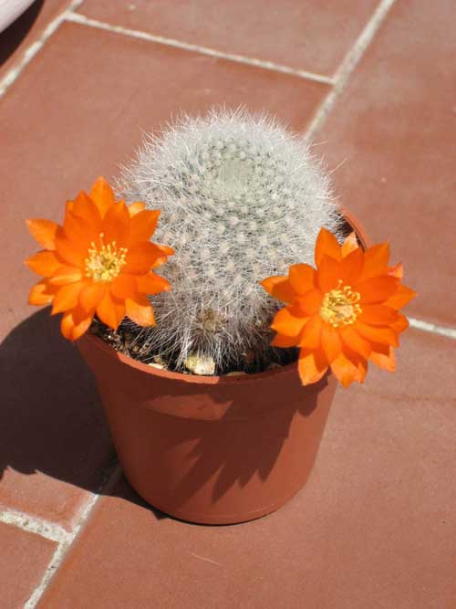 Rebutia muscula 