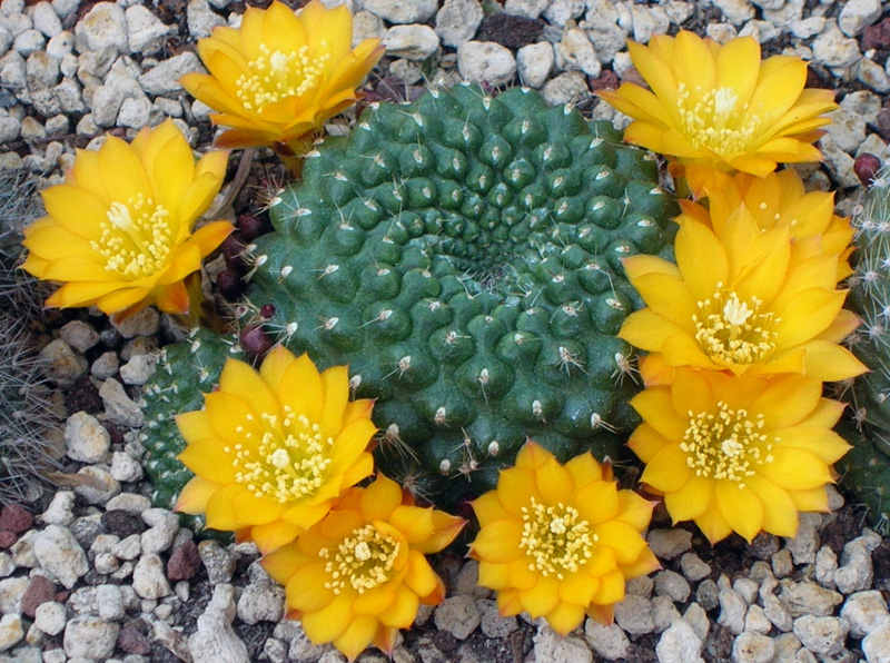 Rebutia sp. 