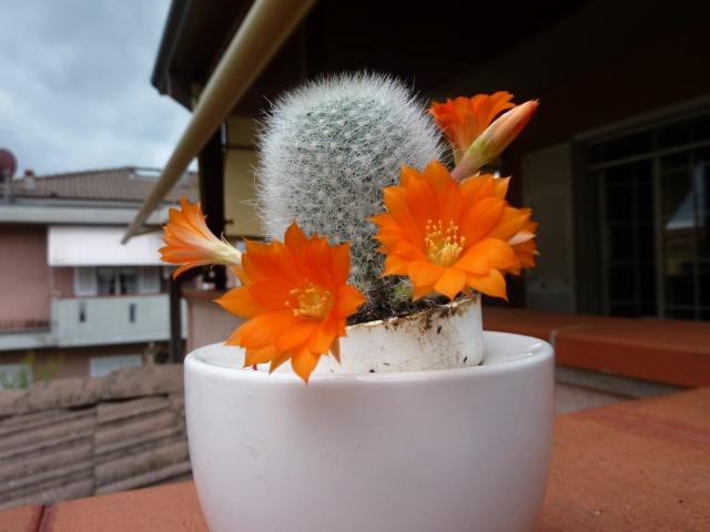 Rebutia muscula  