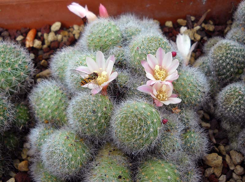 Rebutia albiflora 