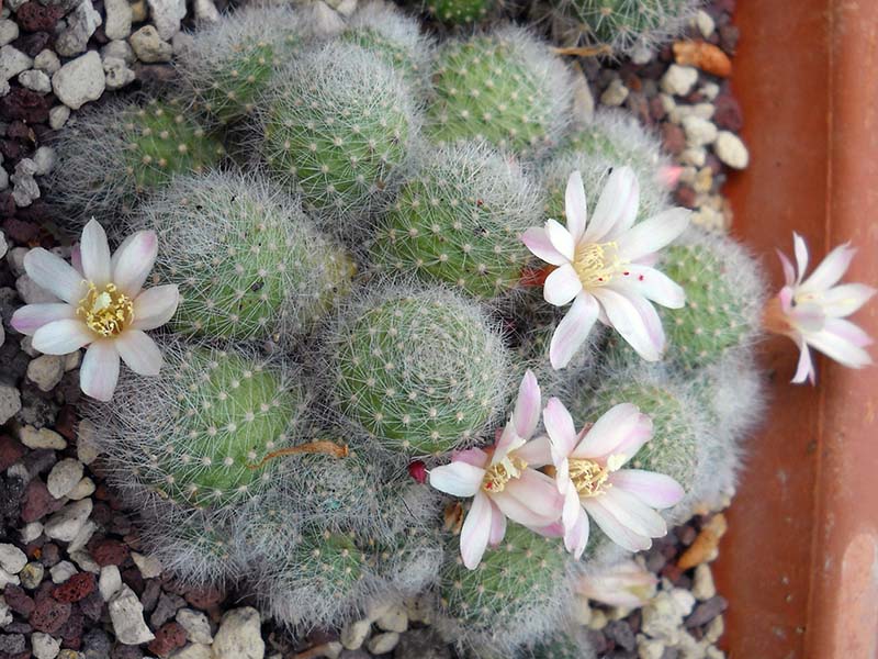 Rebutia albiflora 