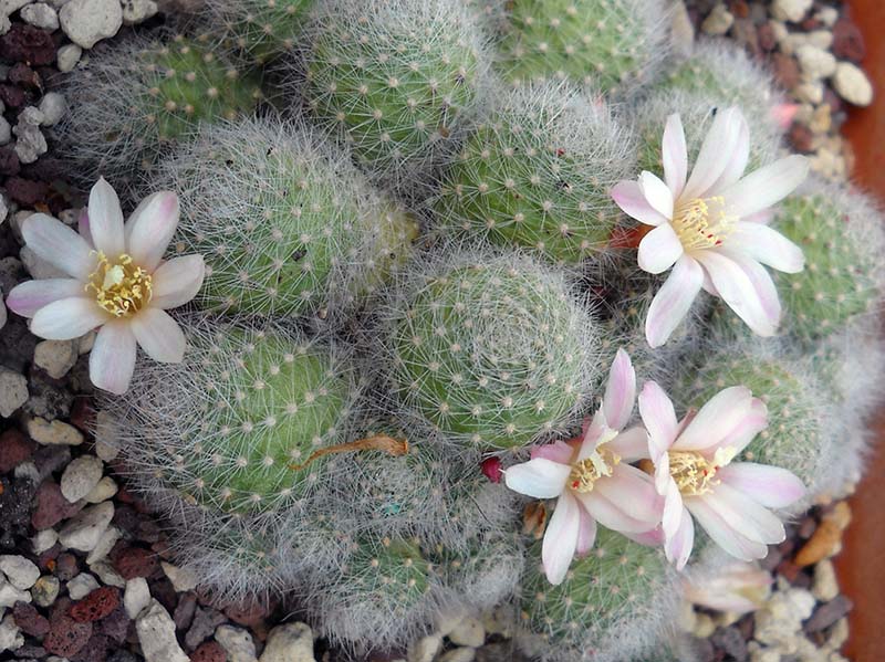 Rebutia albiflora 