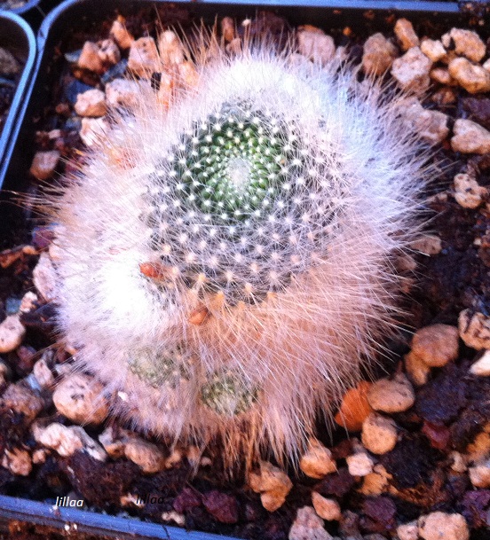 Rebutia albipilosa 