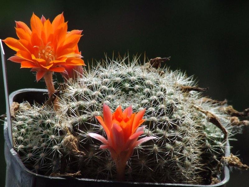 Rebutia albipilosa FR754