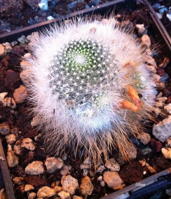 Rebutia albipilosa 