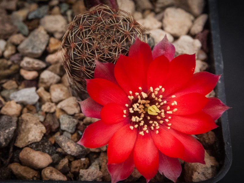 Rebutia brunneoradicata FR 1109